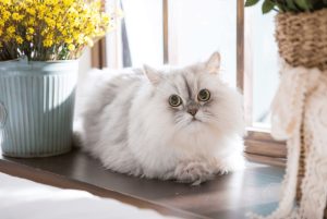 Purr-fect Pampering: A Comprehensive Guide to Cat Grooming