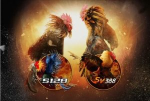 QQ88 Cockfighting - Asia's Top Betting Arena