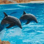 Meet the Ocean’s Friendliest Creatures on a Dolphin Cruise